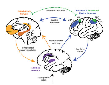 Diagram of interacting default mode, executive control, and salience brain networks